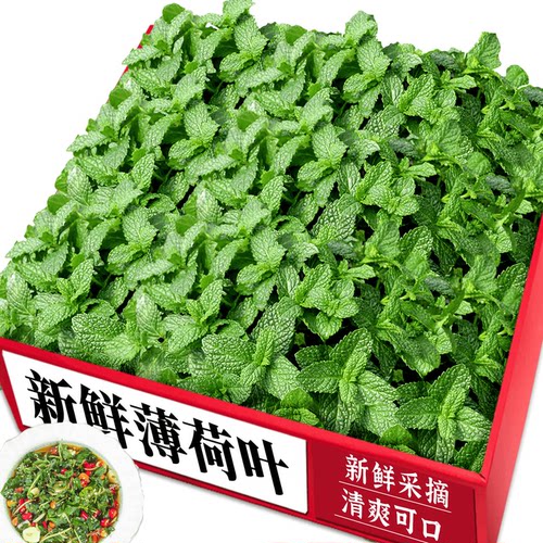 新鲜薄荷！农家推荐！力荐美味