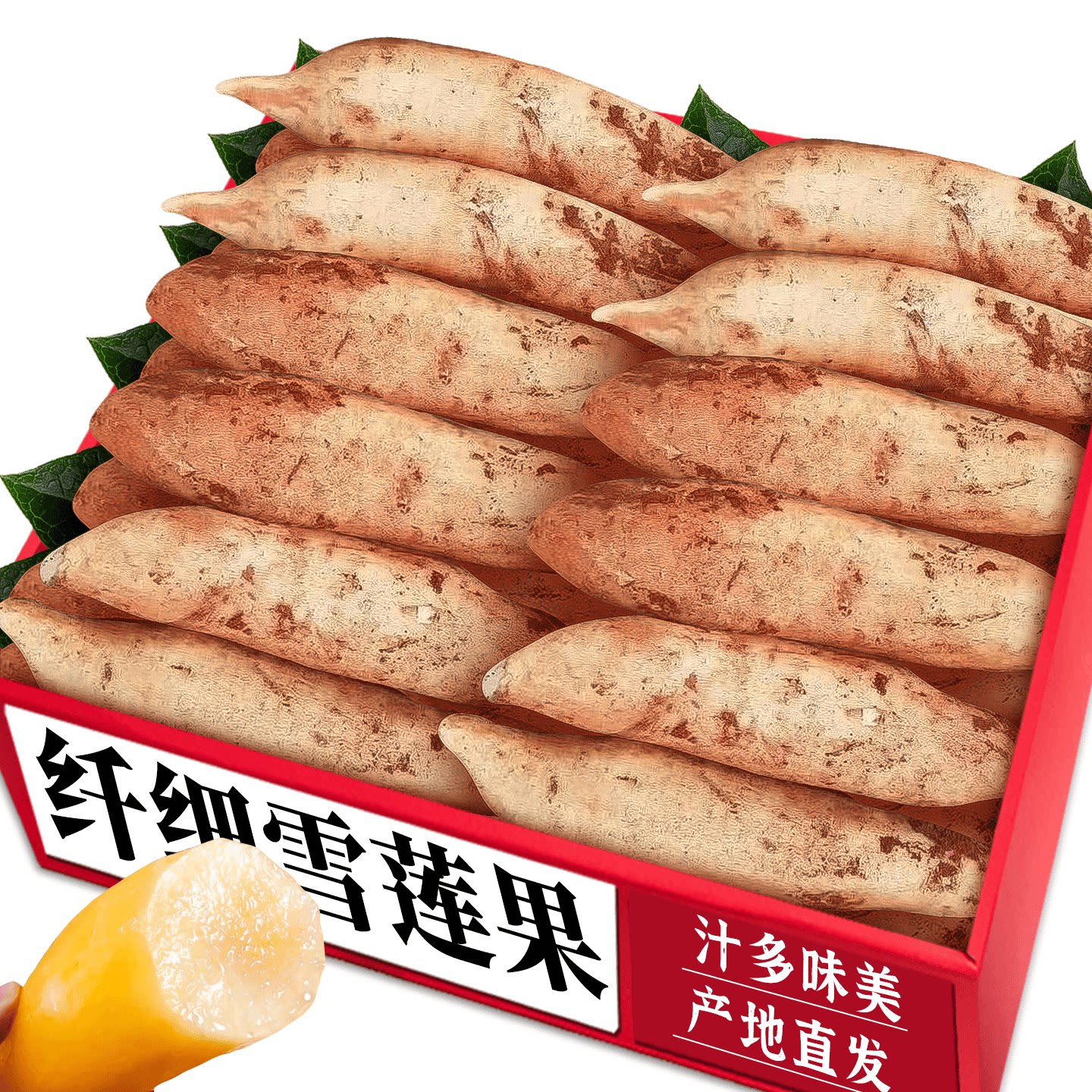 新鲜纤细雪莲果!美味好吃!直发