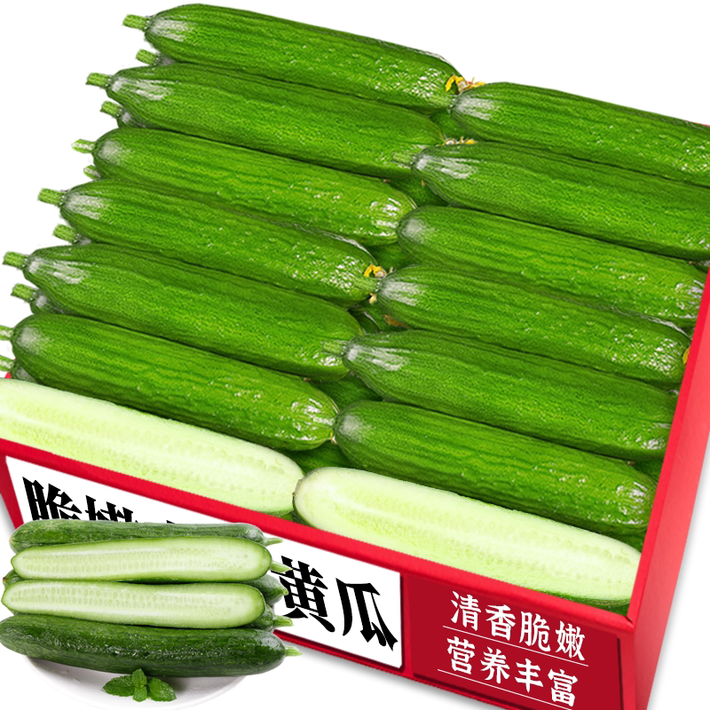水果小黄瓜!脆甜无刺|农家现摘
