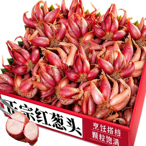 农家红葱头！可种植！精选直发！