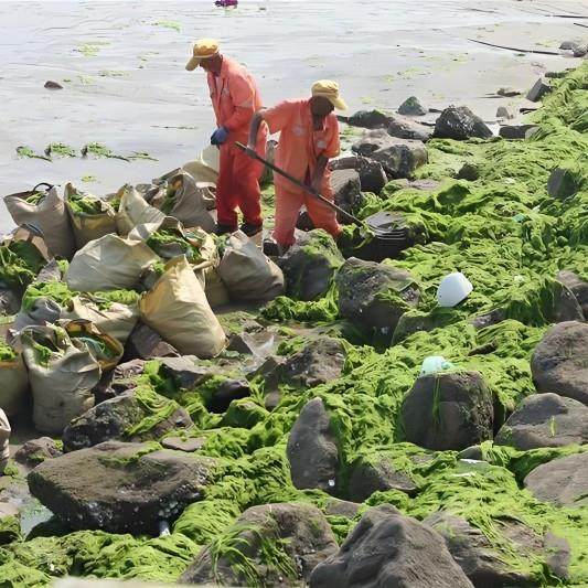 浒苔处理粉碎机 海藻水草打浆机 生物质有机肥饲料生产线