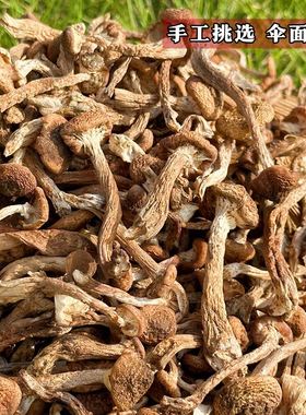 精品榛蘑丁东北野生蘑菇干货山珍特产小蘑菇干小鸡炖蘑菇无根肉厚