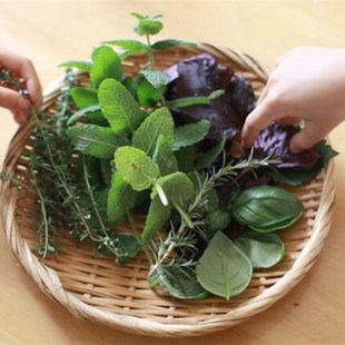 可食 多品种可选 薄i荷盆栽Mentha香草植物家庭园艺 阳台种植