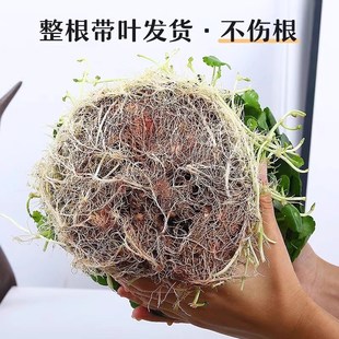 精品大叶铜钱草水培植物室内好养易活水J养金钱草客厅旺宅绿植盆