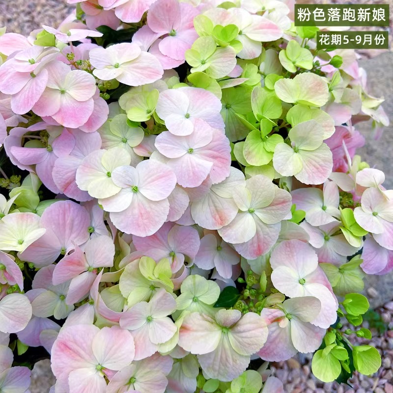 粉色落跑新娘绣球花苗盆r栽爬藤花园阳台庭院花卉开花植物无尽夏