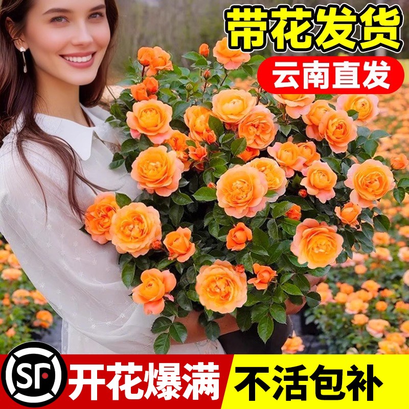 大盆月季花盆栽带花多头玫瑰花苗果汁阳台室内外四U季开花绿植花