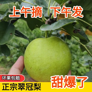 正宗苍溪翠冠梨雪梨皇冠酥脆青皮梨应季水果5斤9斤整箱批发现摘