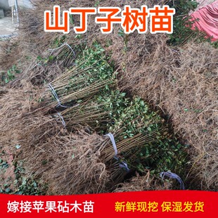 四川山丁子树苗海棠树苗嫁接苹果树砧木苗山丁子实生苗新鲜现挖