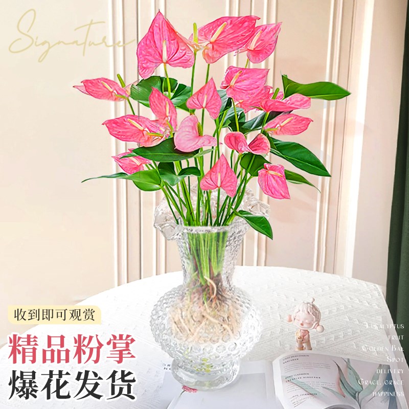 粉掌盆栽带花无h土纯水培植物办公室内外好养桌面绿植物四季开花