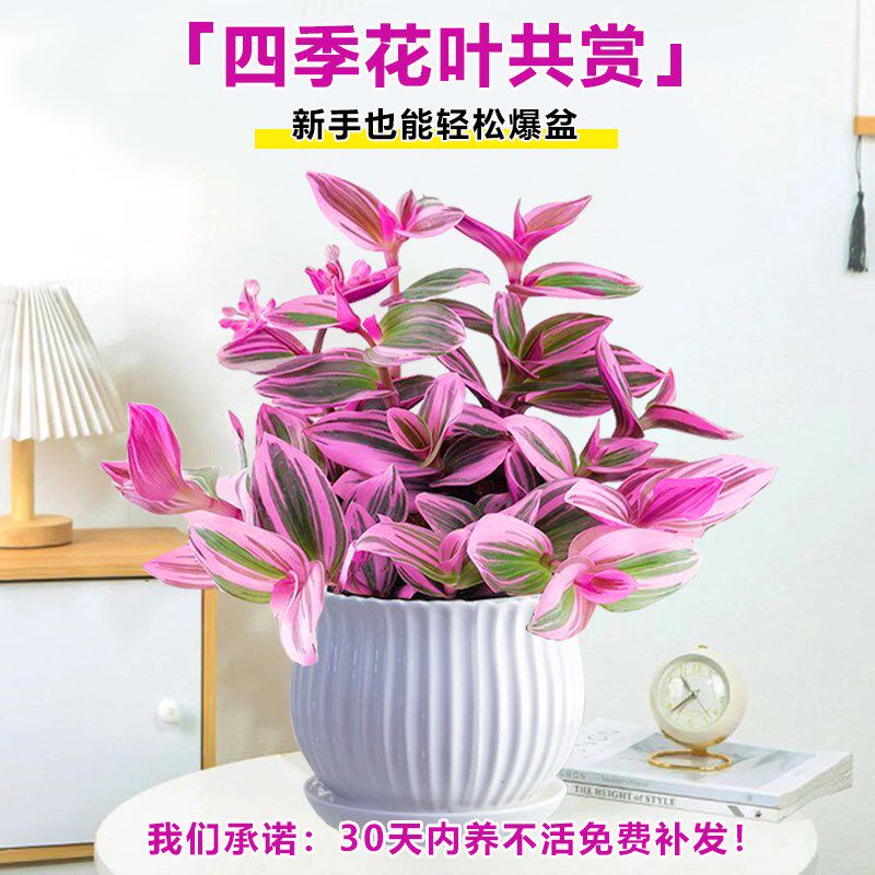 油画婚礼吊兰大苗盆栽室内好养垂吊植H物花卉阳台多肉老桩绿植四