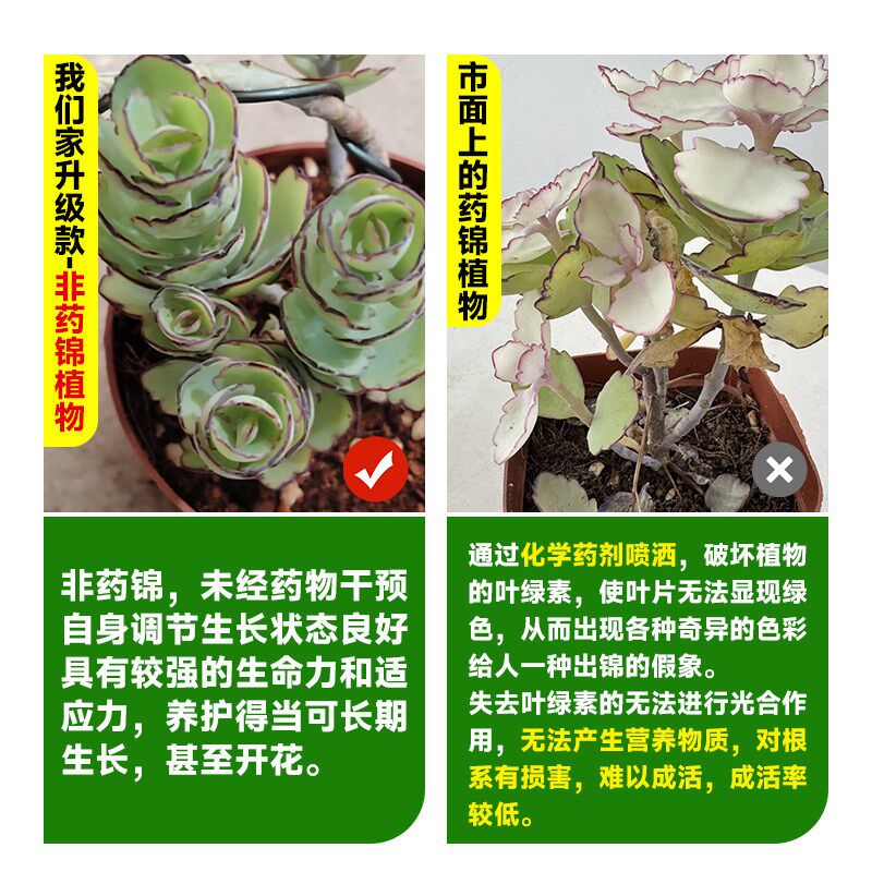 锦绣牡丹多肉植物盆栽造型老桩小盆栽绿植M办公室工位桌面女生送