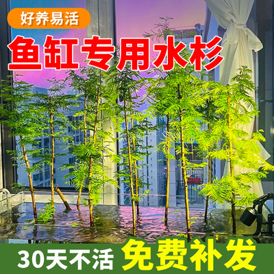水杉鱼缸造景水培溪流缸盆栽盆景鱼池水生植物绿植室Y内外水草客