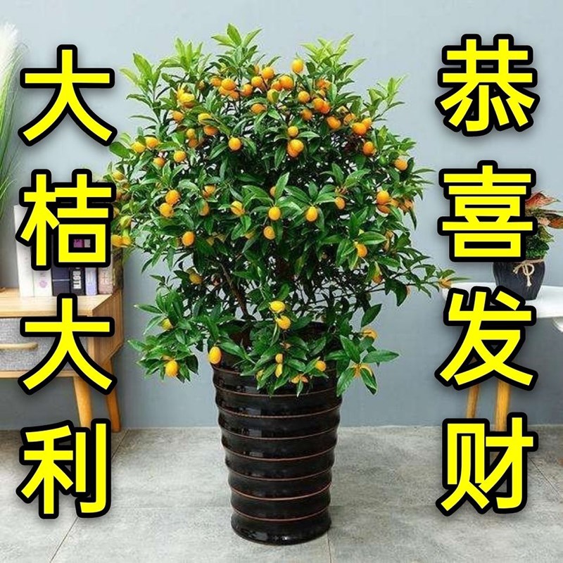 金桔树盆栽带果发l货室内客厅植物可食用脆皮金桔树树苗四季观赏
