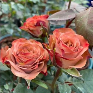 卡布奇诺月季 盆栽花卉欧 花i苗肯尼亚玫瑰花灌木开花复古大花多季