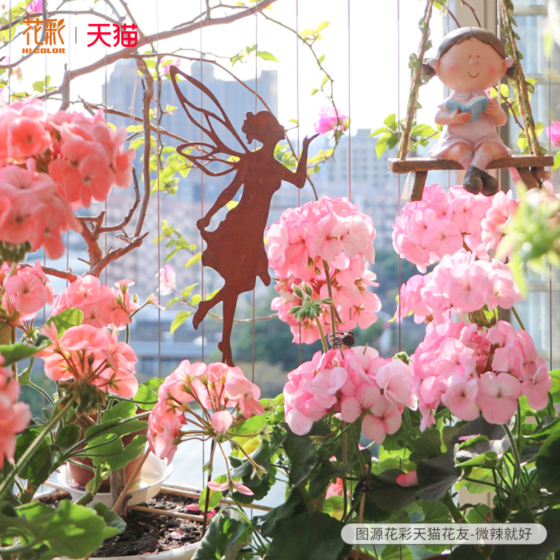 天竺葵盆栽花苗重瓣四季室内阳台大花K丹麦女王直立洋绣球垂吊
