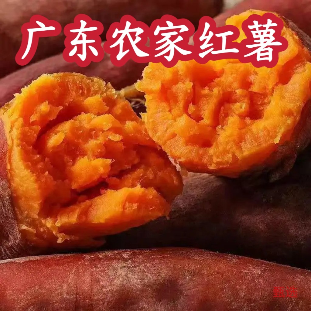广东西瓜沙地蜜薯沙地红薯新鲜现挖红心地瓜番薯山芋蜜薯六鳌蜜薯