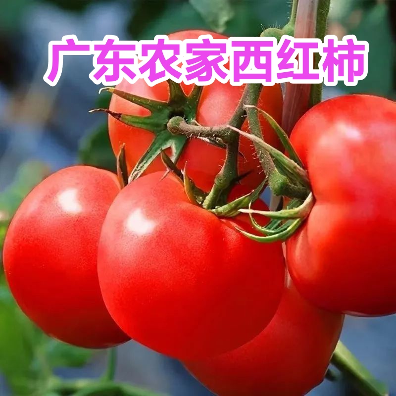 广东新鲜西红柿番茄生吃蔬菜西红柿新鲜当季现摘整箱批发自然树熟