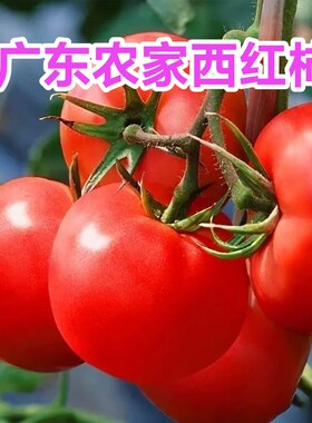 广东新鲜西红柿番茄生吃蔬菜西红柿新鲜当季现摘整箱批发自然树熟