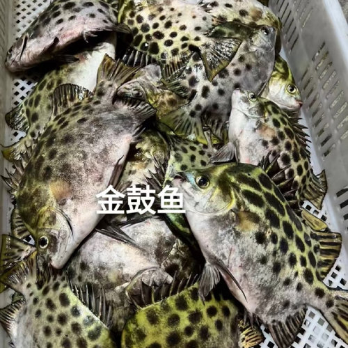 海鲜新鲜批发原产地南海