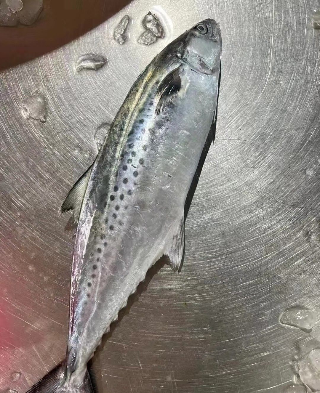 广东马宫海鲜野生本港大马鲛鱼批发海上捕捞新鲜鲅鱼蓝点白腹马鲛,包装,水产品包装,淘宝优惠券,粉丝福利购,淘宝优惠卷