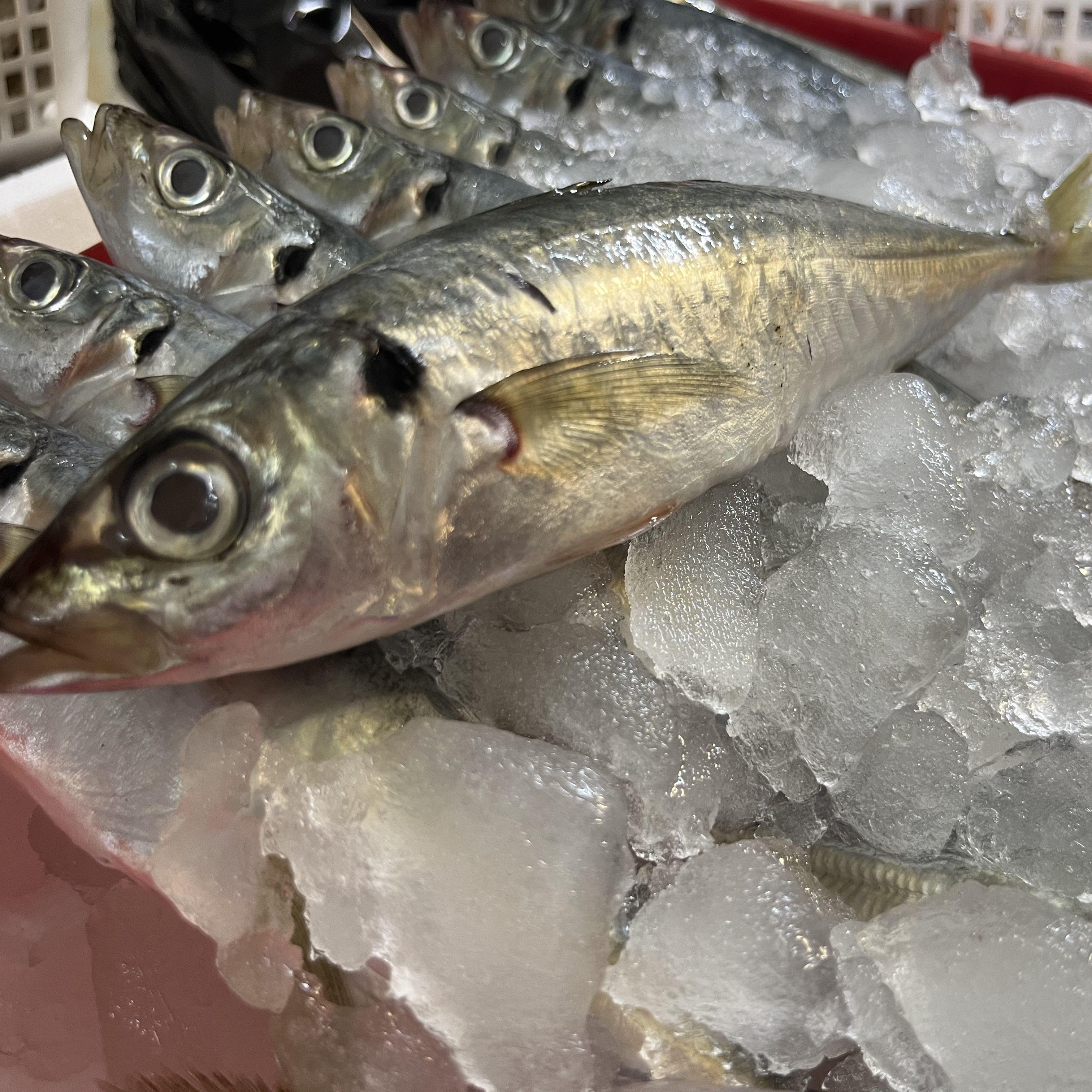 广东海鲜巴浪鱼新鲜鳀鱼潮汕海味海鱼潮汕巴郎鱼蓝圆鲹池鱼刺巴鱼