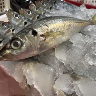 广东海鲜巴浪鱼新鲜鳀鱼潮汕海味海鱼潮汕巴郎鱼蓝圆鲹池鱼刺巴鱼