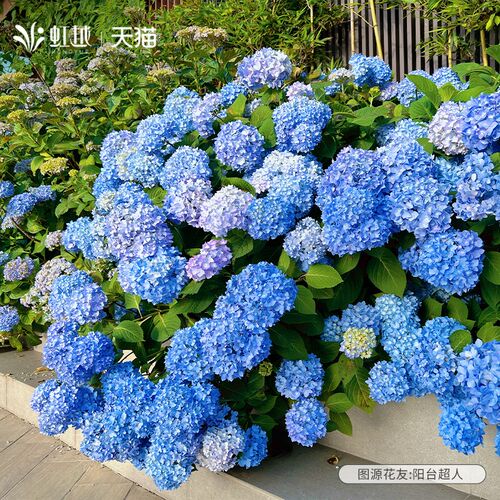 绣球花无尽夏花手鞠魔幻革命w海洋绣球花苗大花盆栽苗老桩树好养