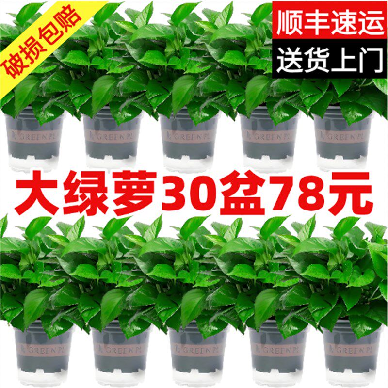 绿萝盆栽室内新房吸除甲醛植物A净化空气长藤大盆绿箩水培吊兰花