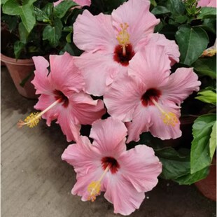 阳台室外庭院扶桑花苗大s红花耐晒喜阳植物盆栽朱槿四季开花卉绿
