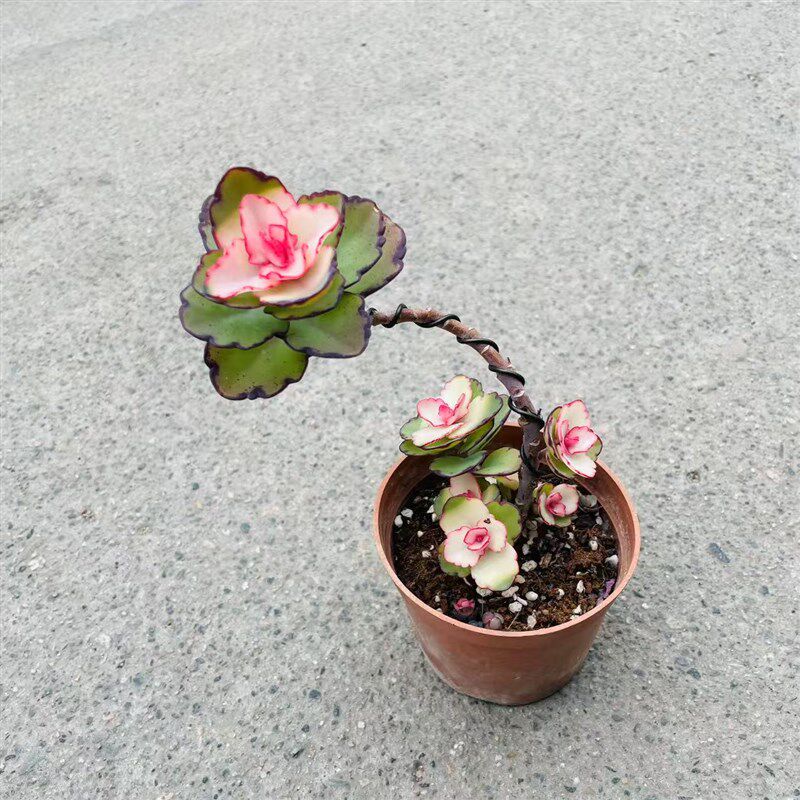 锦绣牡丹造型多肉植物木质老桩居家防辐射K绿植盆栽新手好养活盆