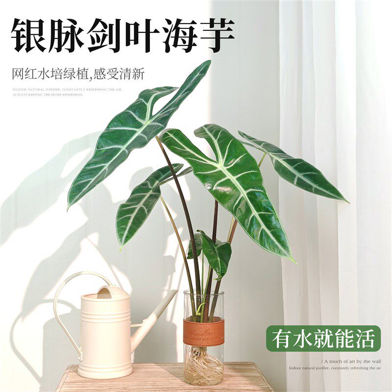 银脉剑叶海芋水培k植物办公室内好养客厅桌面绿植热带水生水养高