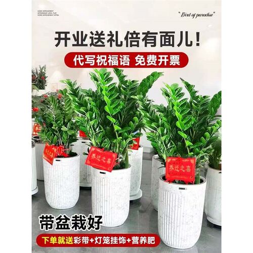 2025新款f金钱树盆栽客厅大型室内植物开业送礼乔迁新居招财树绿