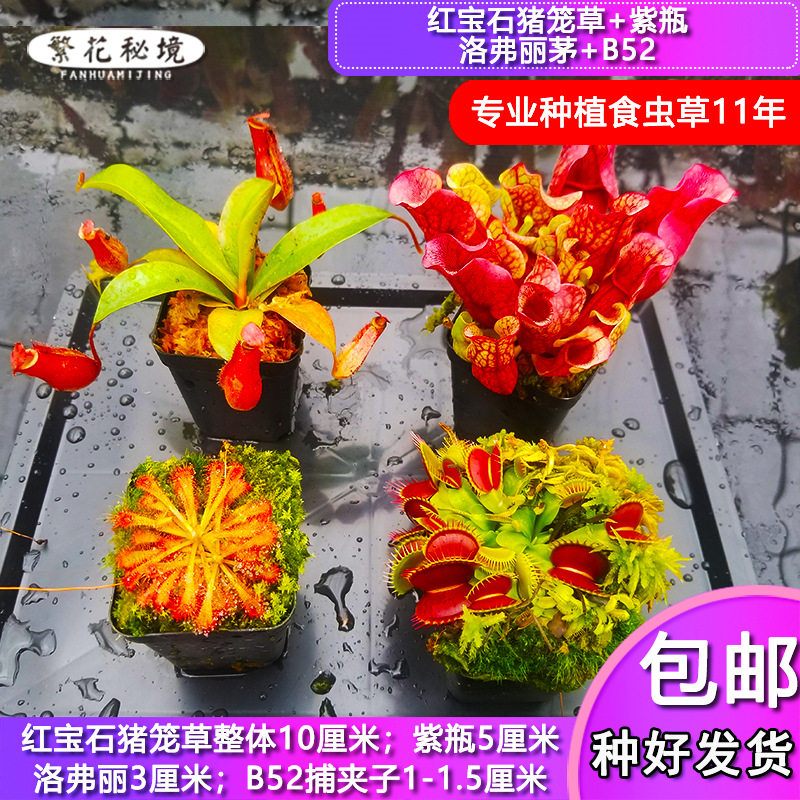 多种食虫b植物组合套餐【套装捕蝇草猪笼草茅膏菜狸藻土瓶捕虫堇 - 实物图