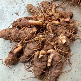 云南楚雄哀牢山正品新货七叶一枝花重楼独角莲新鲜滇重楼,滇重楼,