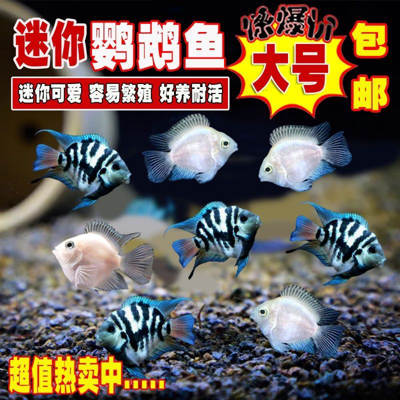 迷你鹦鹉鱼活体观赏鱼可繁殖种鱼鱼