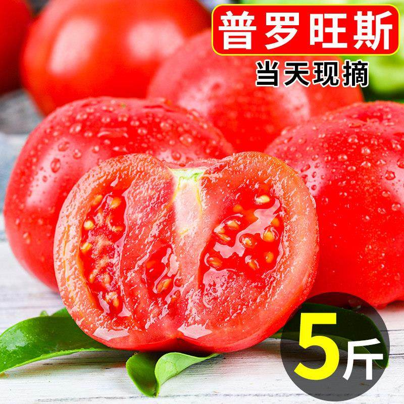 云南普罗旺斯新鲜番茄5斤自然熟沙瓤水果小番茄当季蔬菜包邮10,水产肉类/新鲜蔬果/熟食,番茄,淘宝优惠券,粉丝福利购,淘宝优惠卷