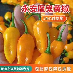现摘永安魔鬼黄椒新鲜黄辣椒特辣巨辣辣椒黄椒酱商用黄椒超辣剁椒
