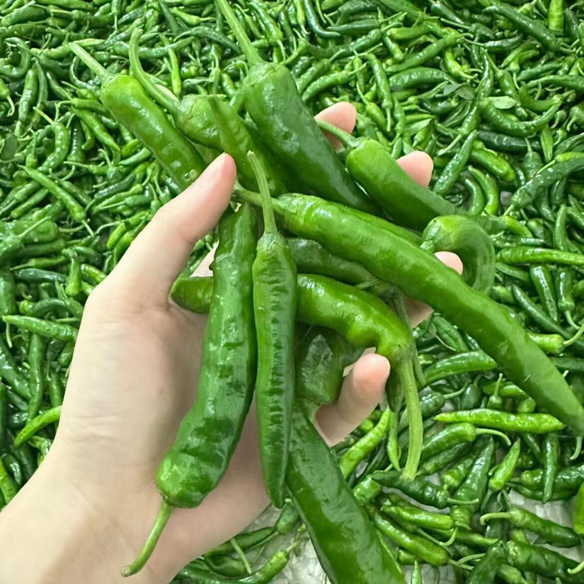 2斤湖南特产樟树小辣椒商用新鲜辣椒现摘薄皮香辣嫩青椒农家炒肉