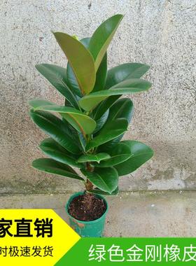 绿色黑金刚橡皮树花叶子苗老桩盆栽绿植植物室内易活四季客厅花卉
