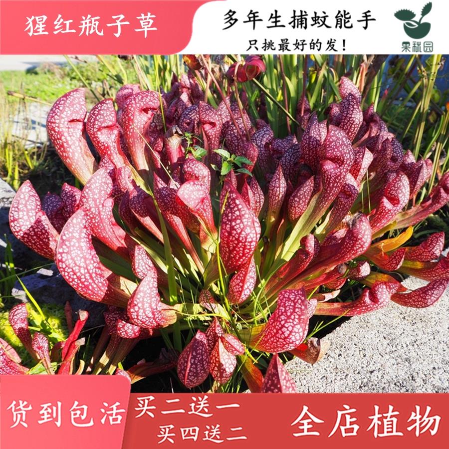 猩红瓶子草【食虫草包邮绿植花卉盆栽造景观阳台花园食虫植物】