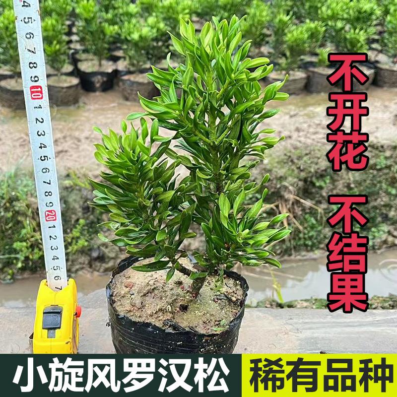 稀有品种 小旋风罗汉松 卷叶阳台植物盆景庭院四季室内树苗绿植