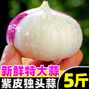 云南大理紫皮独头蒜紫皮大蒜大果特大新鲜蒜小独头干蒜腌制腊八蒜