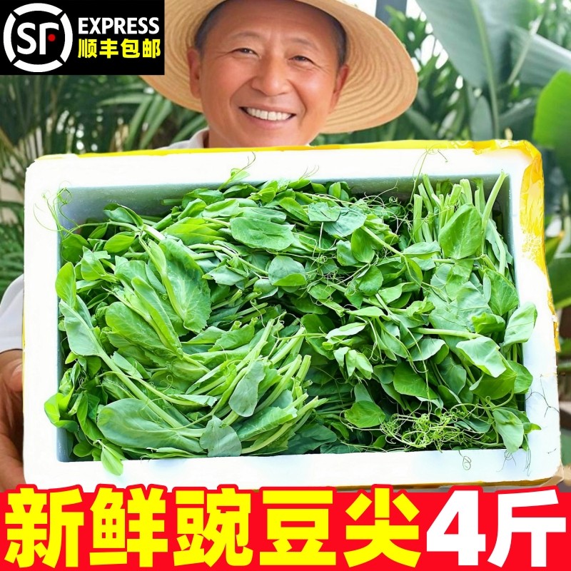 【新鲜豌豆尖热卖榜】官方推荐