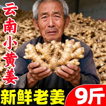 正宗云南小黄姜9斤黄姜老姜干姜新鲜蔬菜嫩姜月子仔姜老生姜批发