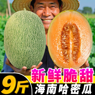 海南哈密瓜新鲜脆甜9斤水果疆西州蜜瓜25号老汉瓜一整箱网纹甜瓜