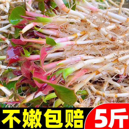 折耳根新鲜鱼腥草猪鼻孔当季野蔬菜嫩芽嫩根叶贵州凉拌下饭菜即食