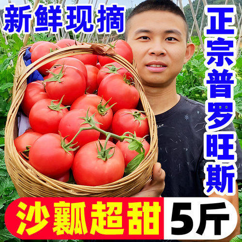 【沙瓤西红柿热卖榜】官方推荐