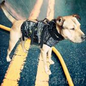 新品 特高狗护甲猛犬 2019猎杜犬防护服 打野服猪 秋 正品 衣服 比装