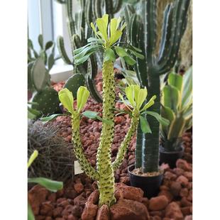 彷生霸王鞭沙漠植物盆景热带沙绿植物景观美化模拟仙人掌霸王树