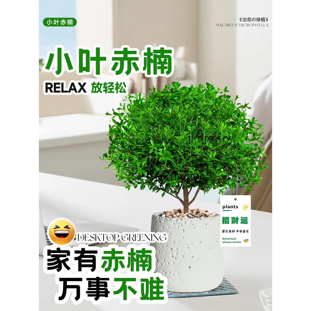 小叶赤楠盆景放轻松植物摆件好养桌面小盆栽办公室内情绪稳定绿植